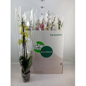 Phalaenopsis   ...mix