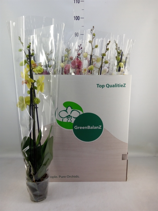 <h4>Phalaenopsis   ...mix</h4>