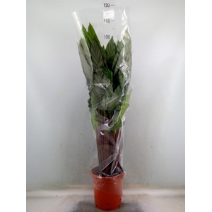 Calathea   ...mix
