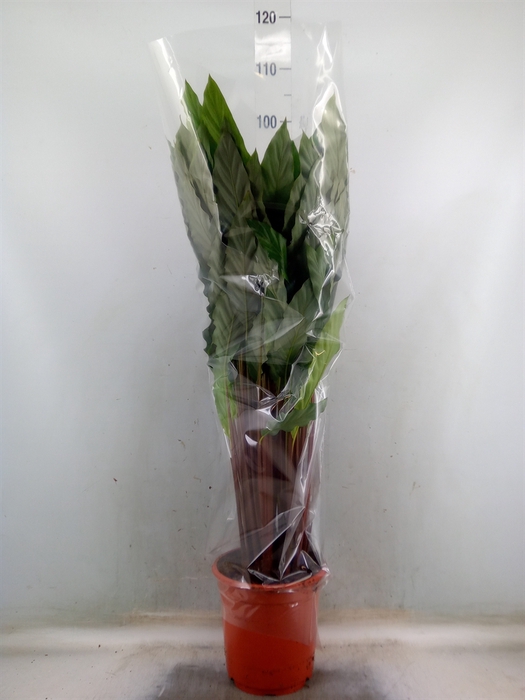 <h4>Calathea   ...mix</h4>