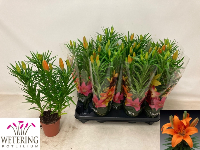 <h4>LIL AS TINY INVADER</h4>