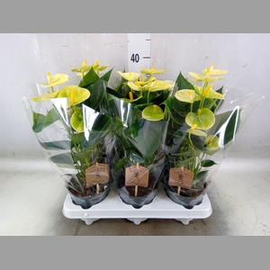Anthurium andr. 'Vanilla'