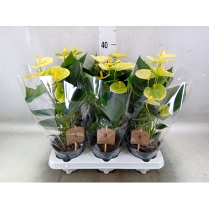 Anthurium andr. 'Vanilla'