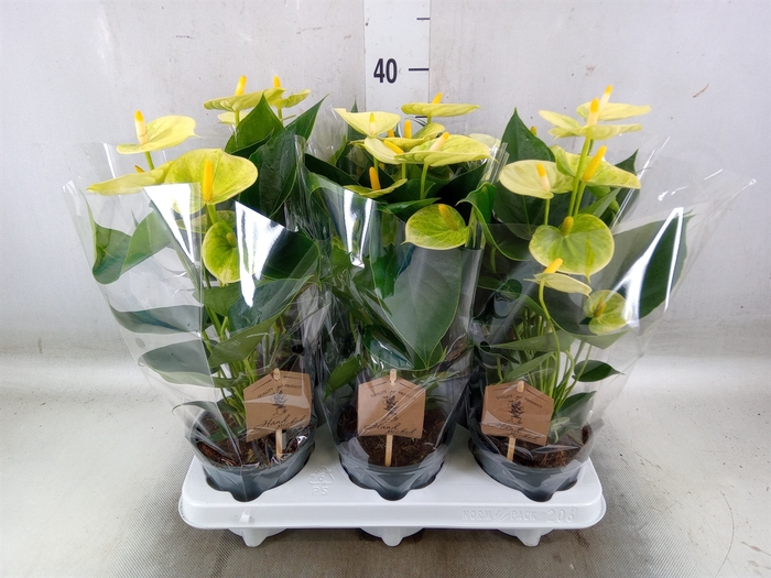 <h4>Anthurium andr. 'Vanilla'</h4>