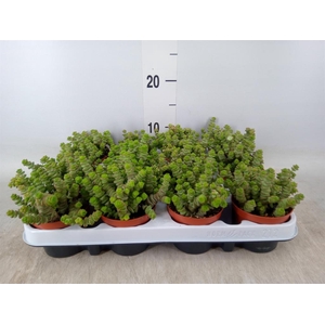 Crassula marnieriana