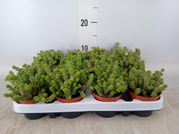 <h4>Crassula marnieriana</h4>