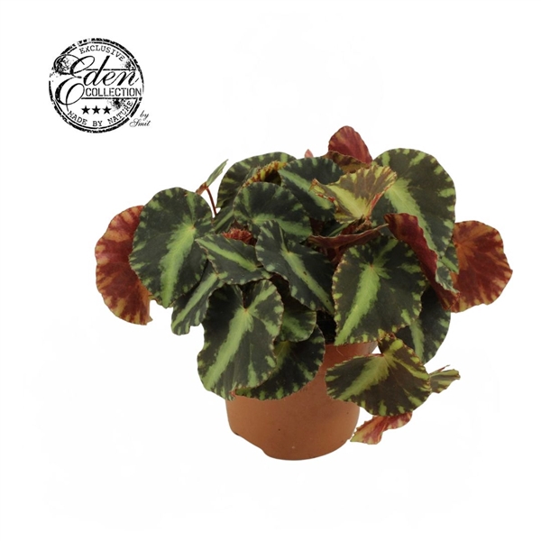 <h4>Begonia Cleopatra 10,5cm</h4>