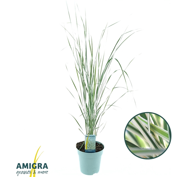 <h4>Calamagrostis accutiflora 'Overdam'</h4>