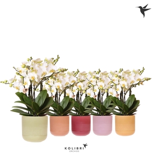 Kolibri Orchids Phalaenopsis Blossom Lausanne 6 spike in Flare pot mix