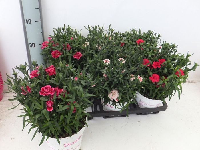 <h4>DIAN GEMENGD</h4>