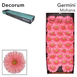 Germini Mohana Doos