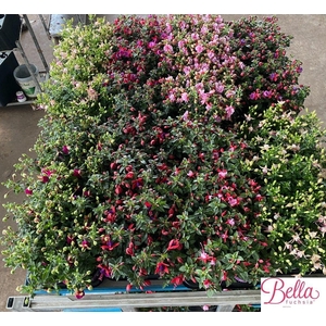 FUCHSIA B F MIXK