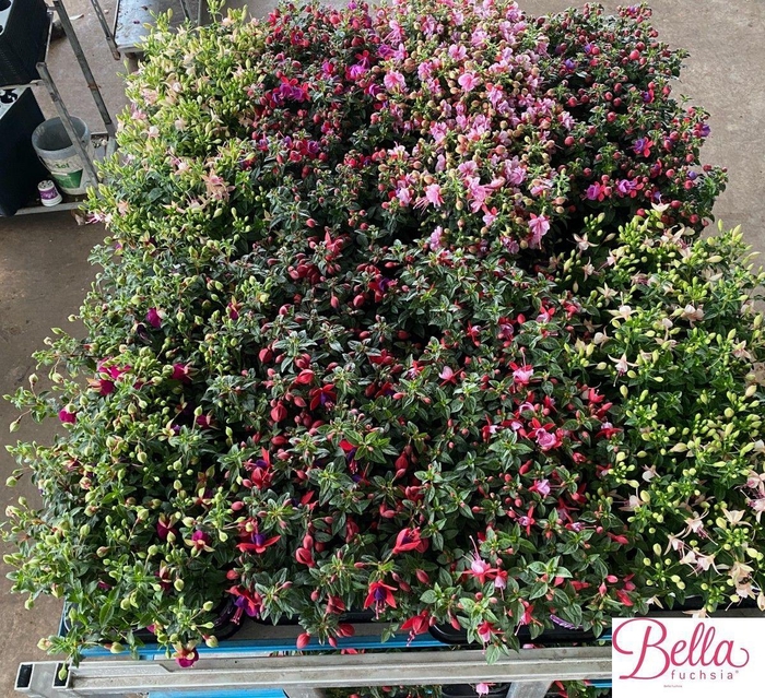 <h4>FUCHSIA B F MIXK</h4>