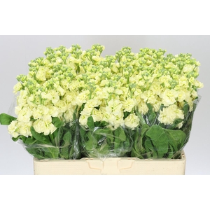 Matthiola Cream