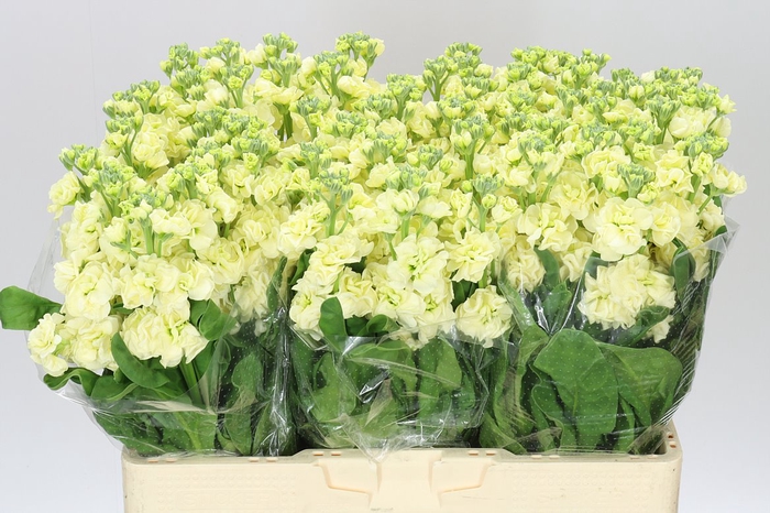 <h4>Matthiola Cream</h4>
