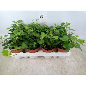 Hedera helix 'Wonder'