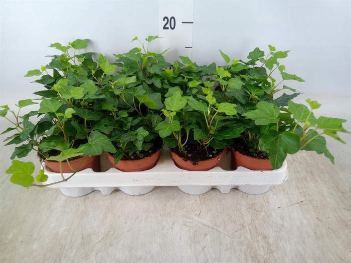 <h4>Hedera helix 'Wonder'</h4>