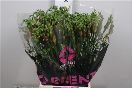 <h4>Fr Du Mandarine</h4>