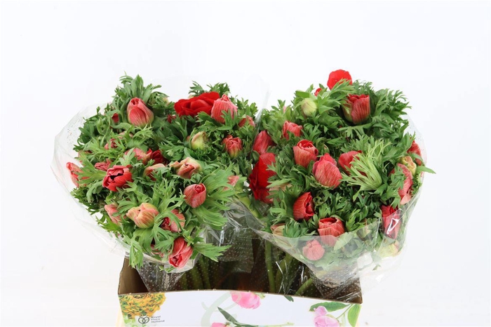 <h4>Anem Marianne Red</h4>