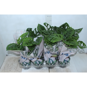 MONSTERA OBLIQUA ADANSONII P15