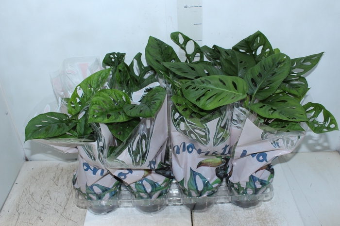 <h4>MONSTERA OBLIQUA ADANSONII P15</h4>