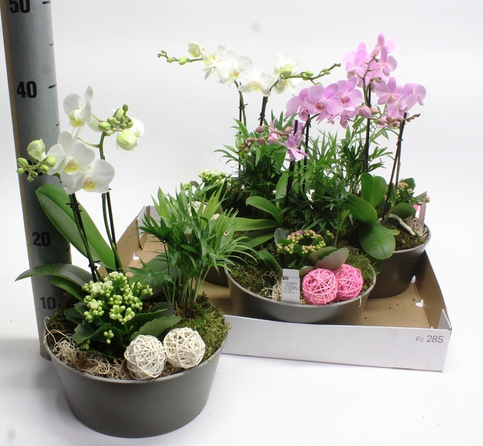 <h4>ARR PHALA MT 14+</h4>