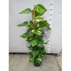 Epipremnum pinn.   ...moss stick