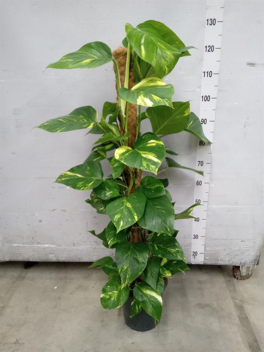 <h4>Epipremnum pinn.   ...moss stick</h4>