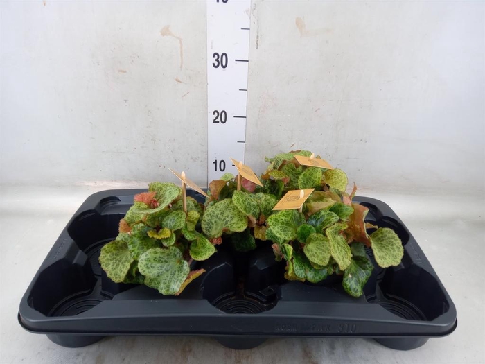 <h4>Begonia BD   ...</h4>