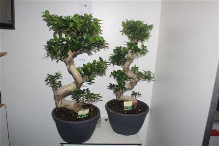 <h4>Fic Mi Ginseng</h4>