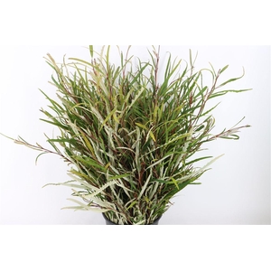 Grevillea Naturel 250gr P Bunch