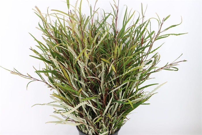 <h4>Grevillea Naturel 250gr P Bunch</h4>