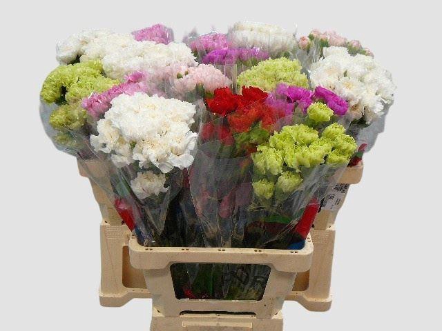 <h4>DI ST GEMENGD IN FUST</h4>