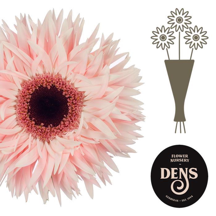 <h4>Gerbera Spider Abu Water/Hoes x80</h4>