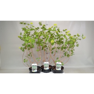 Viburnum opulus 'Roseum'