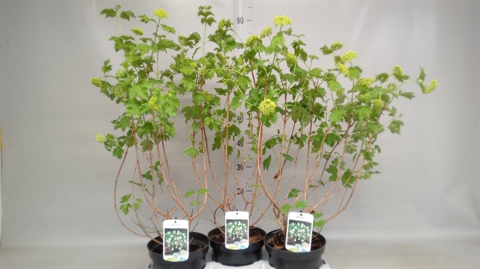 <h4>Viburnum opulus 'Roseum'</h4>