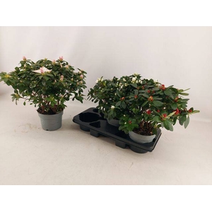 Azalia Hellmut Vogel mix 17Ø 35cm 45Ø