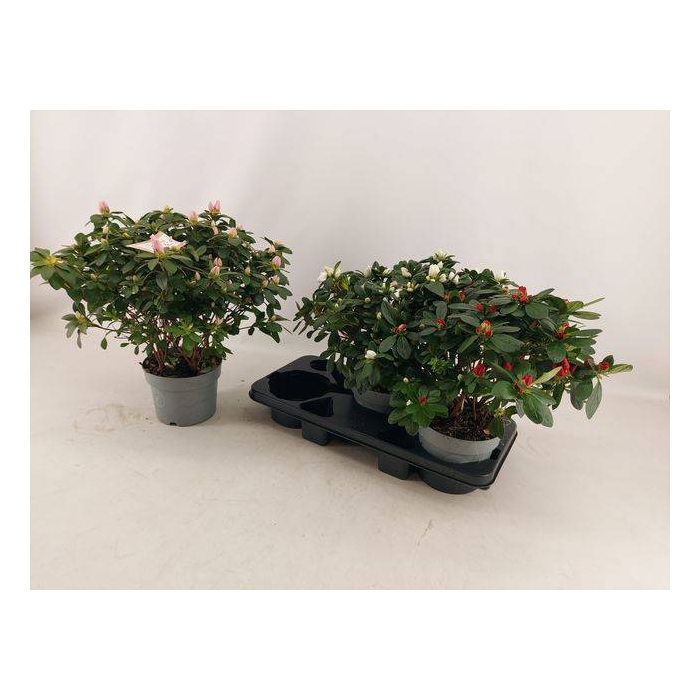 <h4>Azalia Hellmut Vogel mix 17Ø 35cm 45Ø</h4>