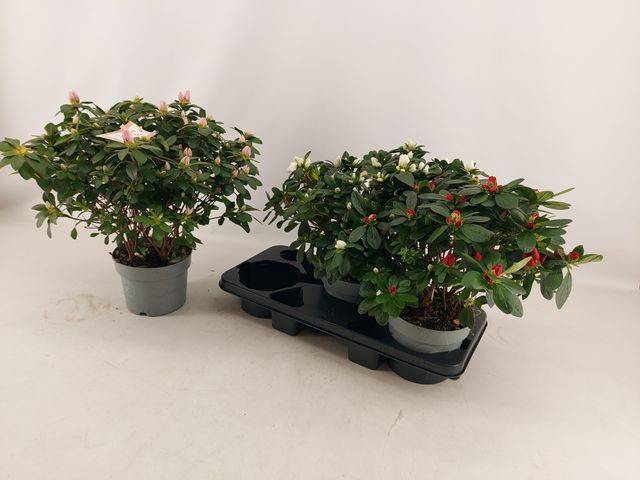 Azalia Hellmut Vogel mix 17Ø 35cm 45Ø