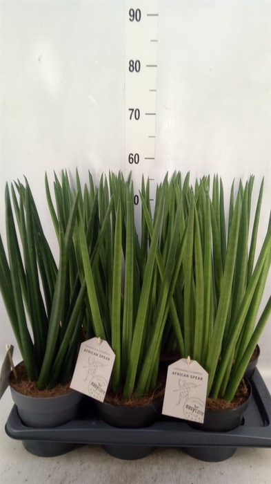 <h4>Sansevieria cyl.  ...</h4>