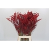Bromelia Red Paloma