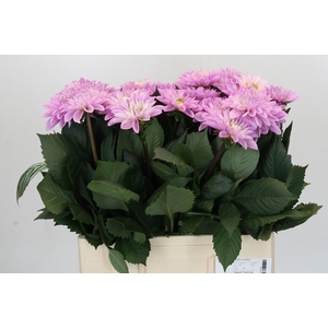 Dahlia Sweet Suprise