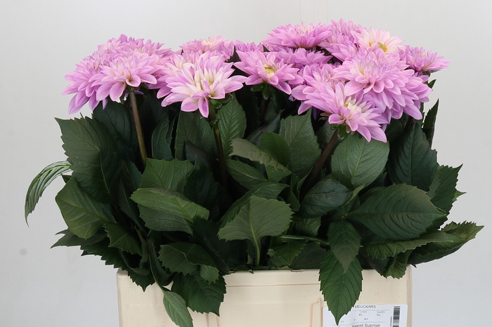 <h4>Dahlia Sweet Suprise</h4>