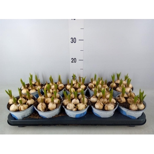 Muscari  'Big Smile'