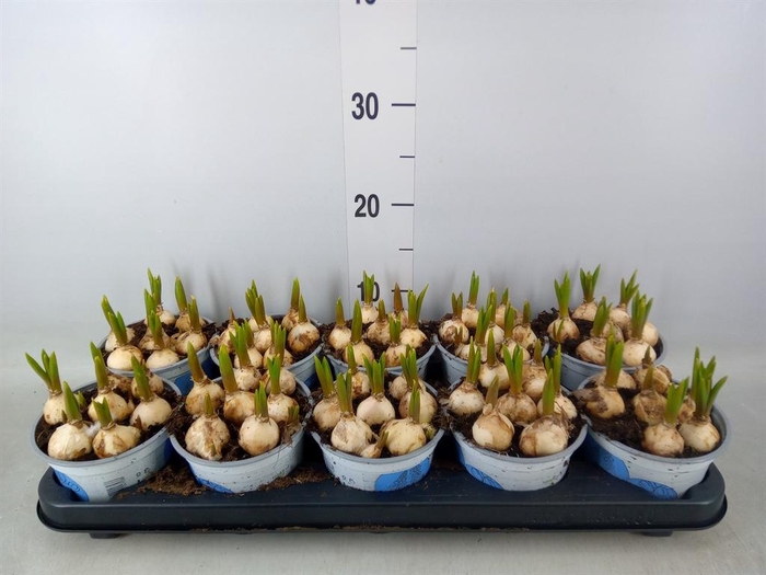 <h4>Muscari  'Big Smile'</h4>