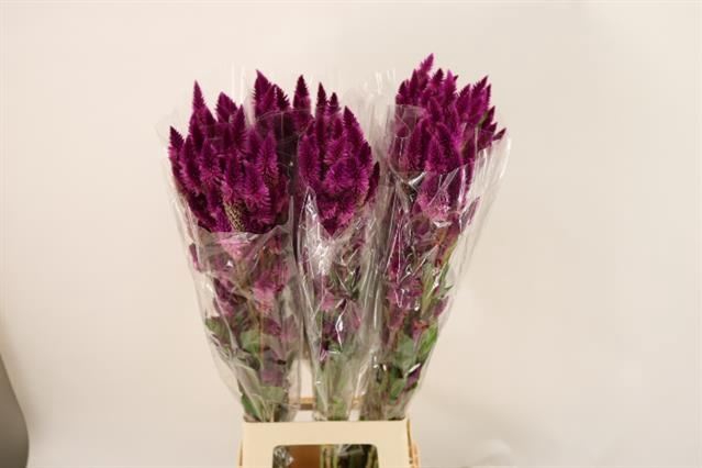 <h4>Celosia Celway Purple</h4>