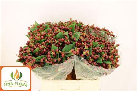 <h4>Hyp Mag Cherry</h4>