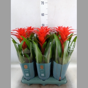 Guzmania  'Calypso'