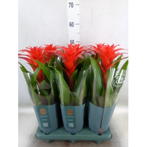 Guzmania  'Calypso'