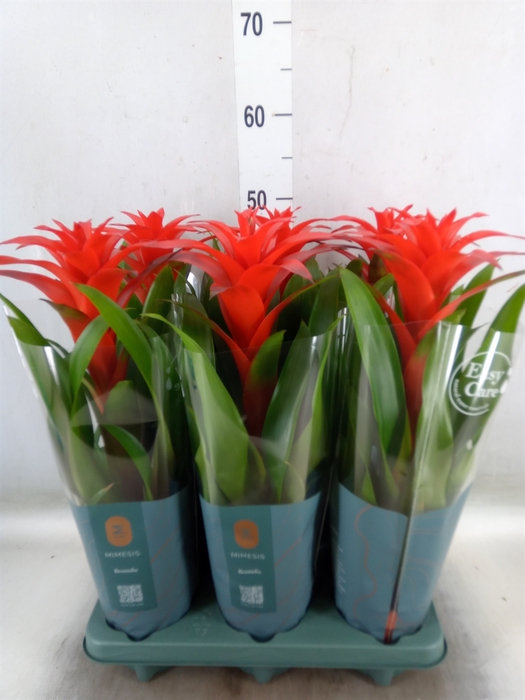 <h4>Guzmania  'Calypso'</h4>